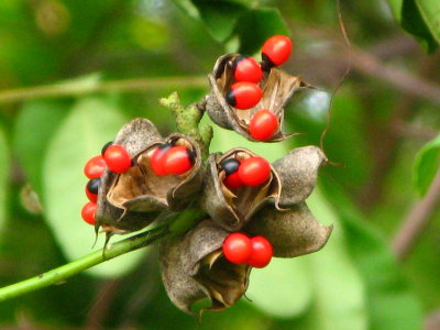 Rosary pea - Seed pods