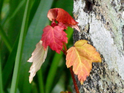 Colorful leaves