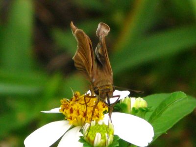 Southern Skipperling