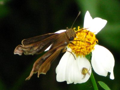 Southern Skipperling