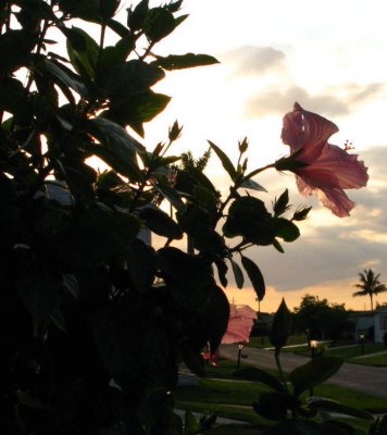 Hibiscus at sunset