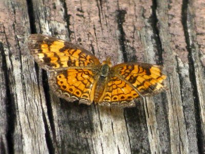 Pearl Crescent