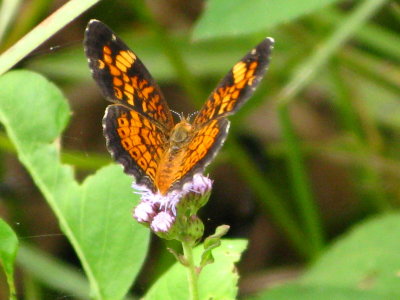 Pearl Crescent