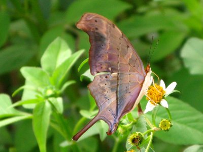 Ruddy Daggerwing/Bidens