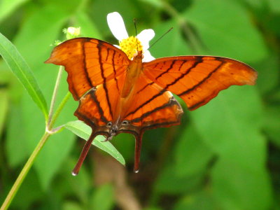 Ruddy Daggerwing