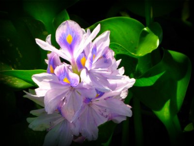 Water-Hyacinth