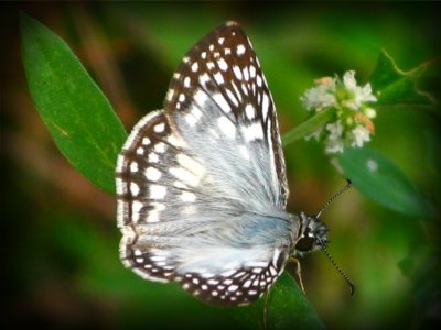 Common Checkered Skipper