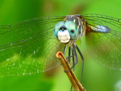 Blue Dasher male, close-up