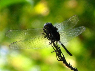 Pin-tailed Pondhawk