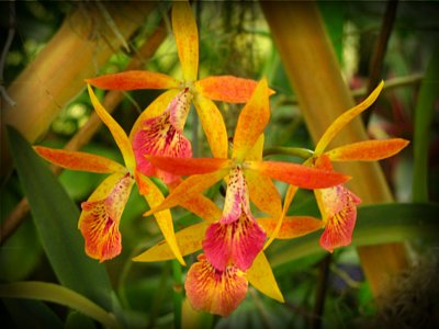 AOS BOTANICAL GARDEN