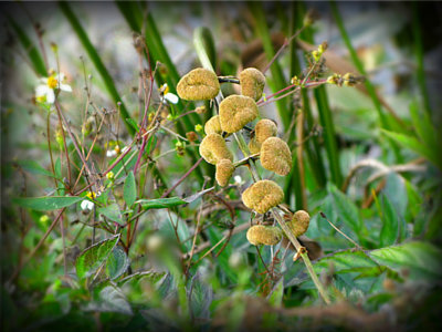Wildflowers
