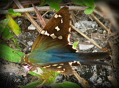 Long-tailed Skipper