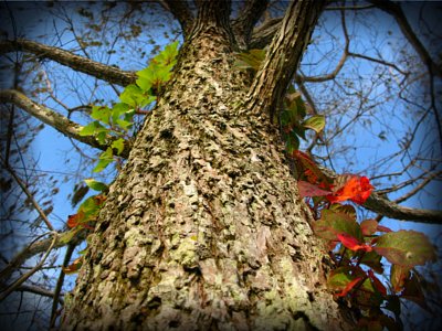Tree & Vines