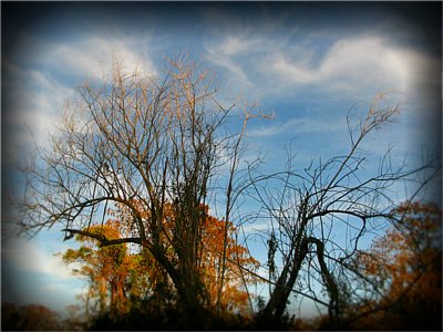 Trees & Sky