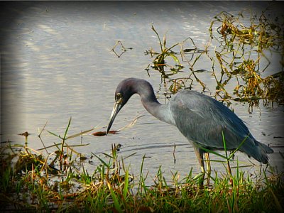 Little blue heron