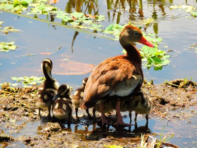 Whistling duck