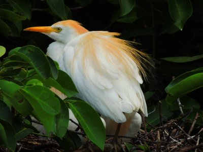 Cattle Egret