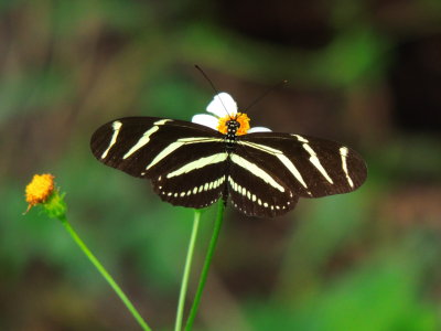 Zebra Heliconian