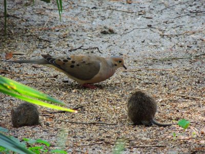 Florida Dove & Brown  Rat