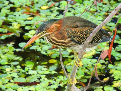 Green Heron