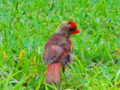Juvenile  Cardinal