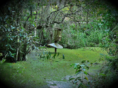 Old Bald Cypress Swamp