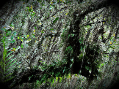 Old Bald Cypress Swamp