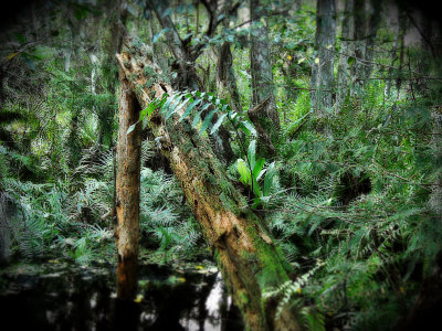Old Bald Cypress Swamp