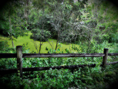 Old Bald Cypress Swamp