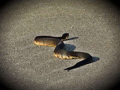 Watersnake