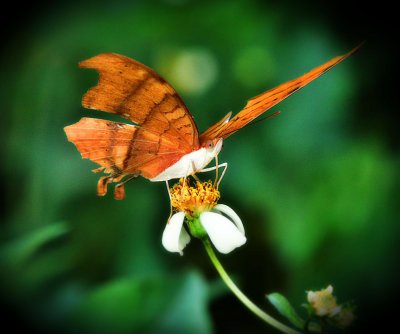 Ruddy Daggerwing