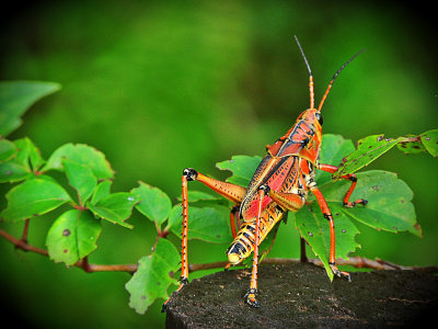 Lubber grasshopper