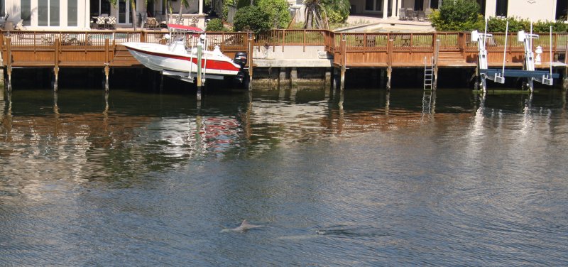 Dolphin_3.JPG