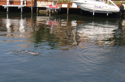 Dolphin_4.JPG