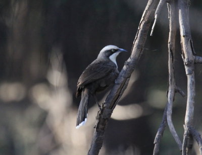 Grey-crowned Babbler