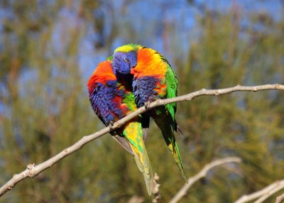 Rainbow Lorikeets