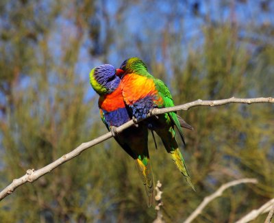 Rainbow Lorikeets