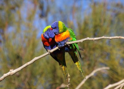 Rainbow Lorikeets