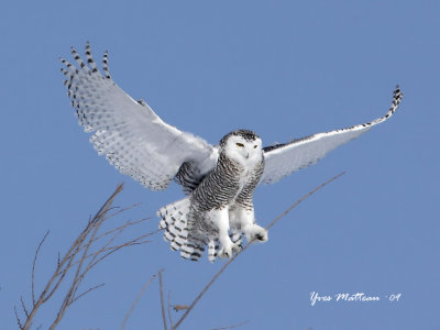 Snowy owl soft landing