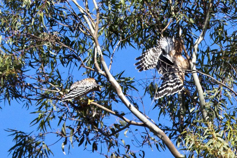 Coopers Hawk