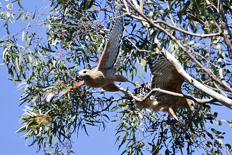 Coopers Hawk