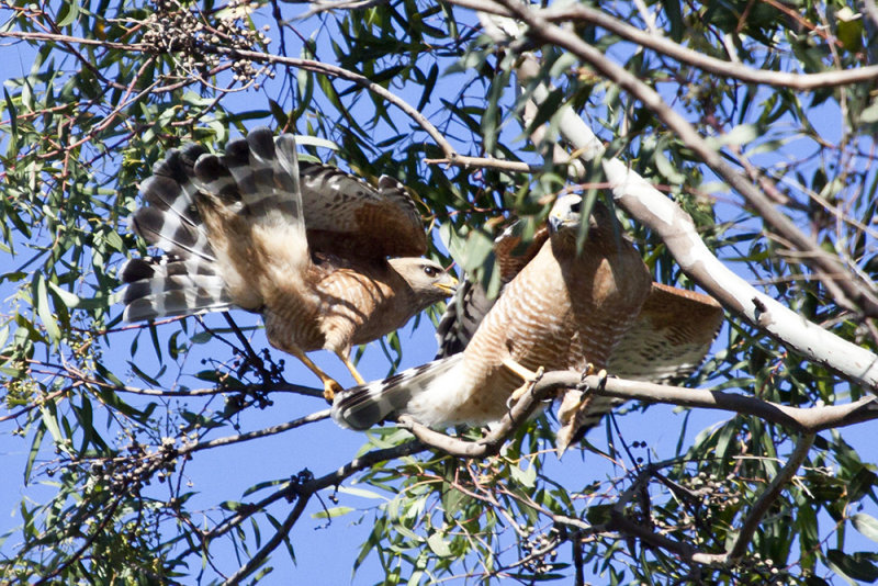 Coopers Hawk
