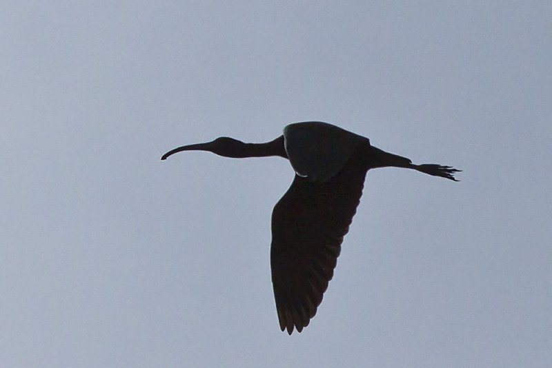 White-faced Ibis