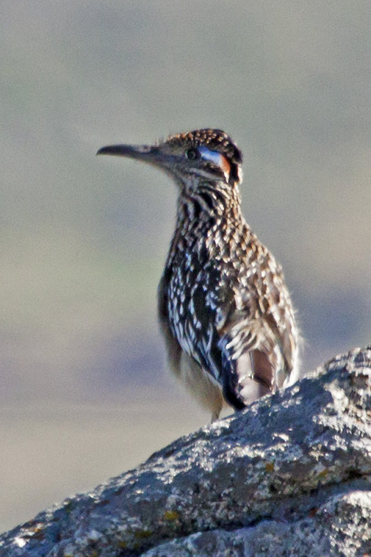 Greater Roadrunner