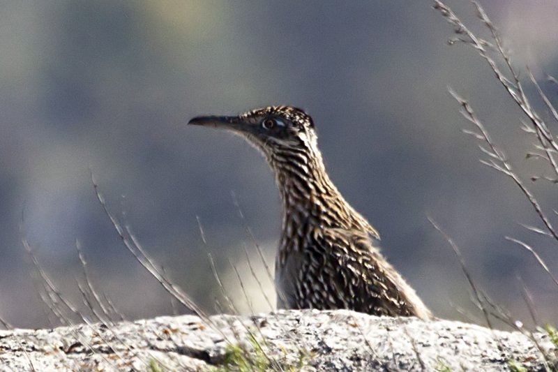 Greater Roadrunner