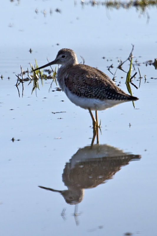 Lesser Yellowlegs 