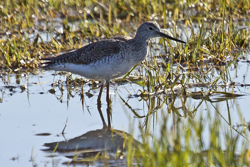 Lesser Yellowlegs