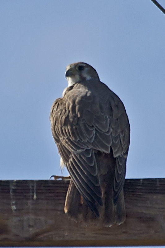 Prairie Falcon