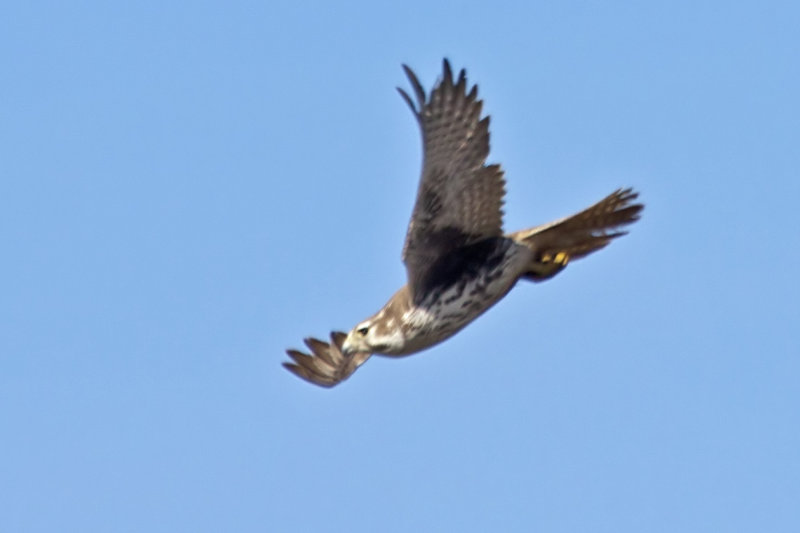 Prairie Falcon