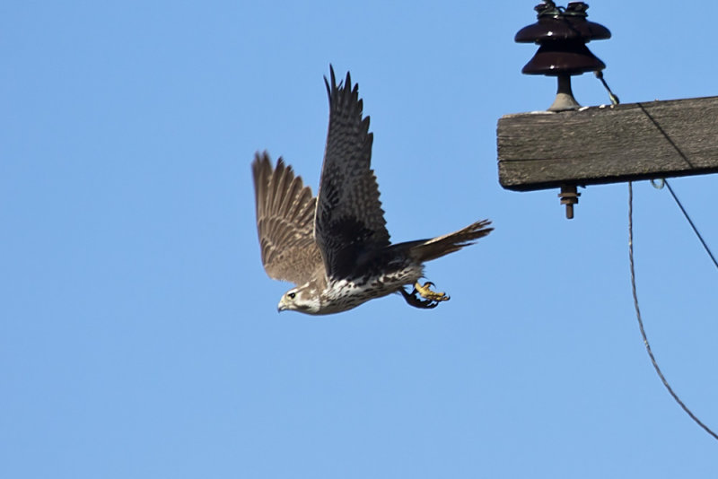 Prairie Falcon